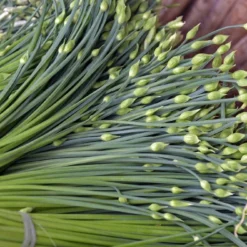 Kit De Culture - Bio - Ciboulette De Chine - 100 Graines - Allium Tuberosum 15 Kit De Culture - Bio - Ciboulette De Chine - 100 Graines - Allium Tuberosum -Seve Nature Soldes Boutique 6406414b167639.94224056