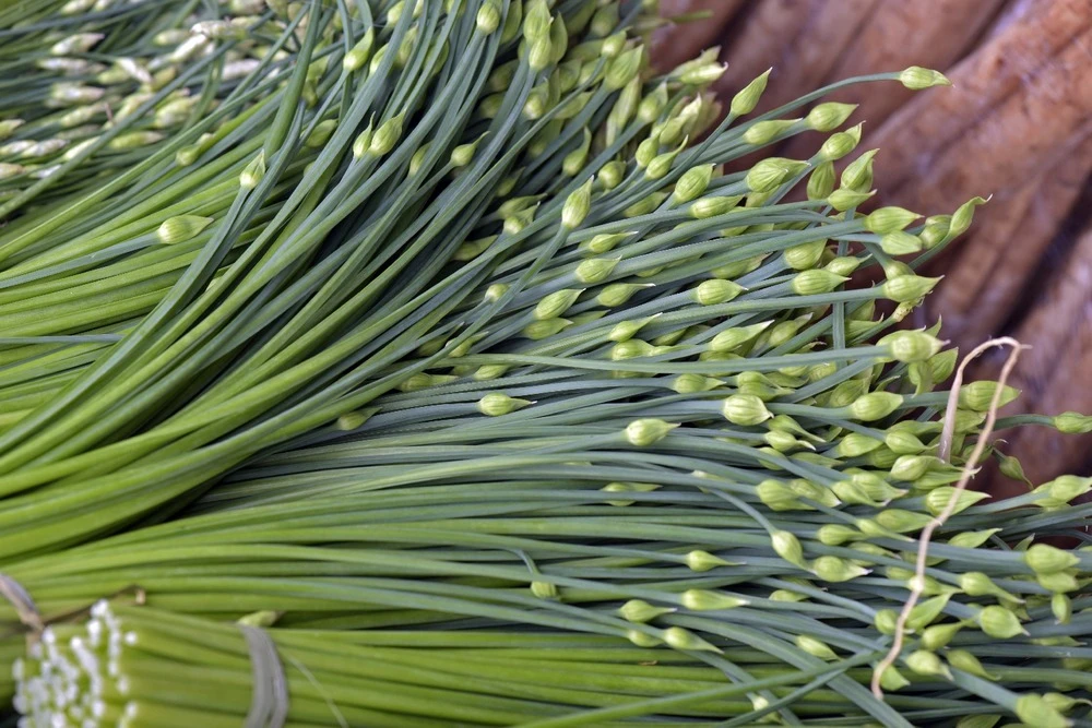 Kit De Culture - Bio - Ciboulette De Chine - 100 Graines - Allium Tuberosum 9 Kit De Culture - Bio - Ciboulette De Chine - 100 Graines - Allium Tuberosum â Image 7