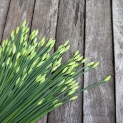 Kit De Culture - Bio - Ciboulette De Chine - 100 Graines - Allium Tuberosum 13 Kit De Culture - Bio - Ciboulette De Chine - 100 Graines - Allium Tuberosum -Seve Nature Soldes Boutique 6406414b1c88b9.10656112