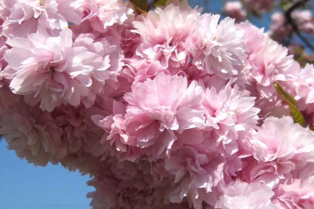 Kit De Culture - Cerisier Du Japon - 30 Graines - Prunus Serrulata 8 Kit De Culture - Cerisier Du Japon - 30 Graines - Prunus Serrulata â Image 6