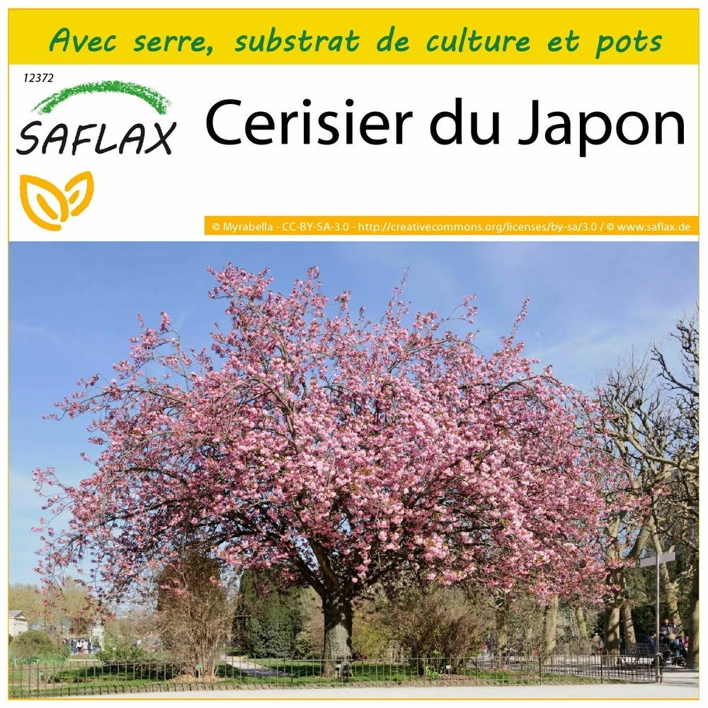 Kit De Culture - Cerisier Du Japon - 30 Graines - Prunus Serrulata 3 Kit De Culture - Cerisier Du Japon - 30 Graines - Prunus Serrulata