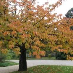 Kit De Culture - Cerisier Du Japon - 30 Graines - Prunus Serrulata 15 Kit De Culture - Cerisier Du Japon - 30 Graines - Prunus Serrulata -Seve Nature Soldes Boutique 640641575b4f81.13640687