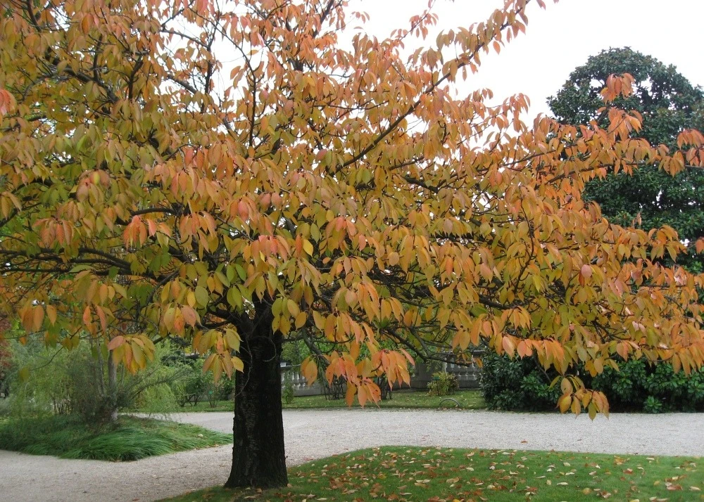 Kit De Culture - Cerisier Du Japon - 30 Graines - Prunus Serrulata 9 Kit De Culture - Cerisier Du Japon - 30 Graines - Prunus Serrulata â Image 7