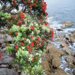 Kit De Culture - L'arbre De Noël De Nouvelle-zélande - 300 Graines - Metrosideros Excelsa -Seve Nature Soldes Boutique 6406415d283a93.44057268