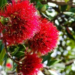 Kit De Culture - L'arbre De Noël De Nouvelle-zélande - 300 Graines - Metrosideros Excelsa -Seve Nature Soldes Boutique 6406415d2f2ef5.38349435