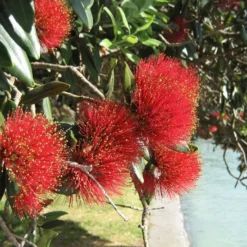 Kit De Culture - L'arbre De Noël De Nouvelle-zélande - 300 Graines - Metrosideros Excelsa -Seve Nature Soldes Boutique 6406415d3520e7.73193790