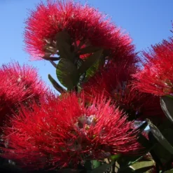 Kit De Culture - L'arbre De Noël De Nouvelle-zélande - 300 Graines - Metrosideros Excelsa -Seve Nature Soldes Boutique 6406415d3f3842.61166487