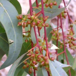 Kit De Culture - Gommier Des Rivières - 200 Graines - Eucalyptus Camaldulensis 13 Kit De Culture - Gommier Des Rivières - 200 Graines - Eucalyptus Camaldulensis -Seve Nature Soldes Boutique 640641614f3132.05974741