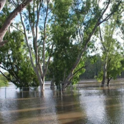 Kit De Culture - Gommier Des Rivières - 200 Graines - Eucalyptus Camaldulensis 15 Kit De Culture - Gommier Des Rivières - 200 Graines - Eucalyptus Camaldulensis -Seve Nature Soldes Boutique 64064161619477.71494550