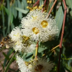 Kit De Culture - Gommier Des Rivières - 200 Graines - Eucalyptus Camaldulensis 14 Kit De Culture - Gommier Des Rivières - 200 Graines - Eucalyptus Camaldulensis -Seve Nature Soldes Boutique 6406416166b152.10578394