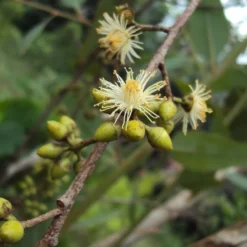 Kit De Culture - Gommier Des Rivières - 200 Graines - Eucalyptus Camaldulensis 12 Kit De Culture - Gommier Des Rivières - 200 Graines - Eucalyptus Camaldulensis -Seve Nature Soldes Boutique 640641616b73c7.64330813