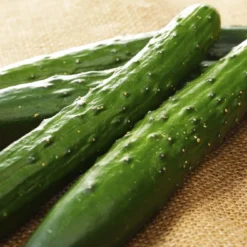 Kit De Culture - Bio - Concombre - Marketmore - 20 Graines - Cucumis Sativus 14 Kit De Culture - Bio - Concombre - Marketmore - 20 Graines - Cucumis Sativus -Seve Nature Soldes Boutique 6406416948fd83.53412798