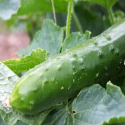 Kit De Culture - Bio - Concombre - Marketmore - 20 Graines - Cucumis Sativus 15 Kit De Culture - Bio - Concombre - Marketmore - 20 Graines - Cucumis Sativus -Seve Nature Soldes Boutique 64064169648772.30261151