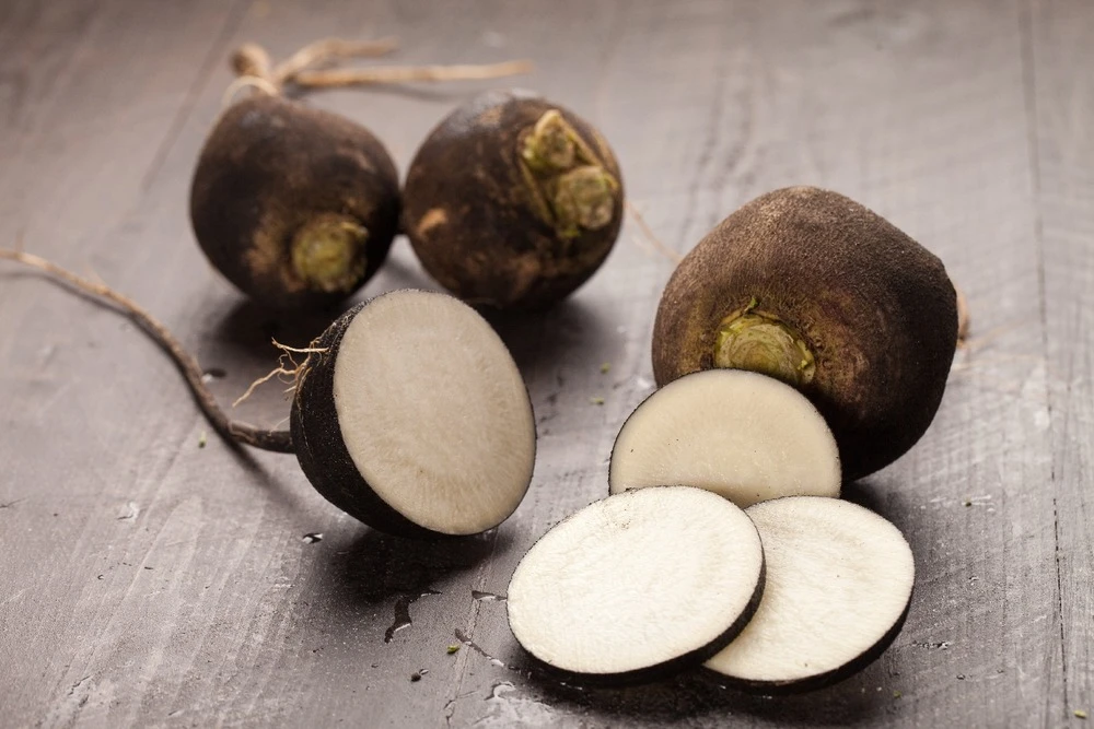 Kit De Culture - Bio - Radis - Noir - 100 Graines - Raphanus Sativus 7 Kit De Culture - Bio - Radis - Noir - 100 Graines - Raphanus Sativus – Image 5