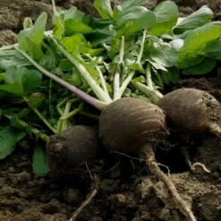 Kit De Culture - Bio - Radis - Noir - 100 Graines - Raphanus Sativus 14 Kit De Culture - Bio - Radis - Noir - 100 Graines - Raphanus Sativus -Seve Nature Soldes Boutique 64064173ee0006.07833829