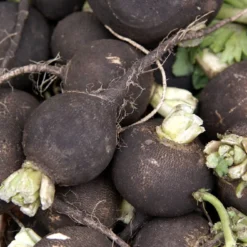 Kit De Culture - Bio - Radis - Noir - 100 Graines - Raphanus Sativus 15 Kit De Culture - Bio - Radis - Noir - 100 Graines - Raphanus Sativus -Seve Nature Soldes Boutique 64064173f394f8.17154617