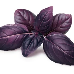 Kit De Culture - Bio - Basilic - Pourpre - 400 Graines - Ocimum Basilicum 12 Kit De Culture - Bio - Basilic - Pourpre - 400 Graines - Ocimum Basilicum -Seve Nature Soldes Boutique 6406417773e556.94850181