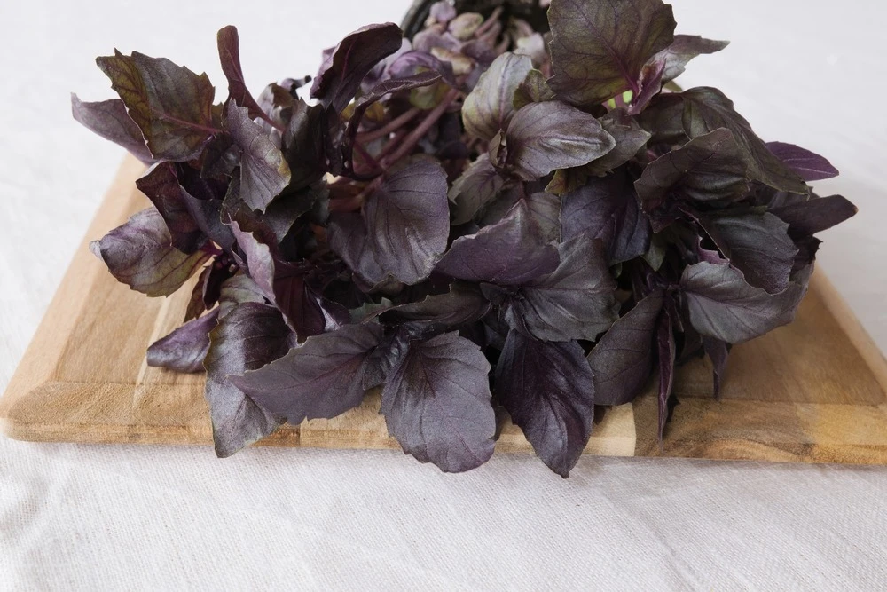 Kit De Culture - Bio - Basilic - Pourpre - 400 Graines - Ocimum Basilicum 7 Kit De Culture - Bio - Basilic - Pourpre - 400 Graines - Ocimum Basilicum – Image 5