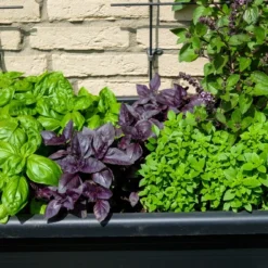 Kit De Culture - Bio - Basilic - Pourpre - 400 Graines - Ocimum Basilicum 15 Kit De Culture - Bio - Basilic - Pourpre - 400 Graines - Ocimum Basilicum -Seve Nature Soldes Boutique 64064177a2a743.82127774