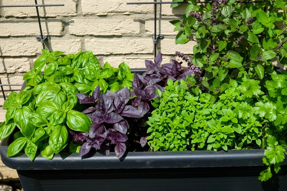 Kit De Culture - Bio - Basilic - Pourpre - 400 Graines - Ocimum Basilicum 9 Kit De Culture - Bio - Basilic - Pourpre - 400 Graines - Ocimum Basilicum – Image 7