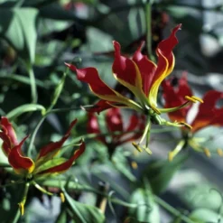 Kit De Culture - Lis De Malabar - 15 Graines - Gloriosa Rothschildiana 13 Kit De Culture - Lis De Malabar - 15 Graines - Gloriosa Rothschildiana -Seve Nature Soldes Boutique 64064179340333.58024990