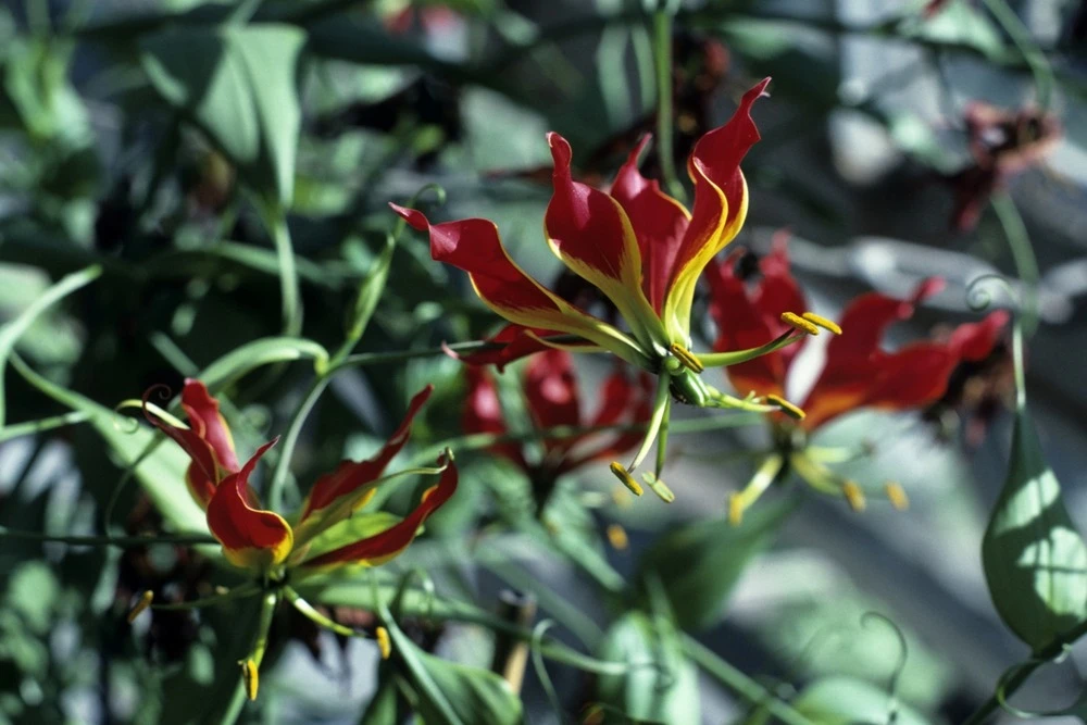 Kit De Culture - Lis De Malabar - 15 Graines - Gloriosa Rothschildiana 7 Kit De Culture - Lis De Malabar - 15 Graines - Gloriosa Rothschildiana â Image 5