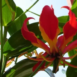 Kit De Culture - Lis De Malabar - 15 Graines - Gloriosa Rothschildiana 15 Kit De Culture - Lis De Malabar - 15 Graines - Gloriosa Rothschildiana -Seve Nature Soldes Boutique 64064179395b30.04824162