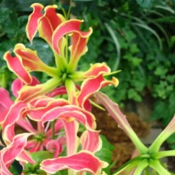 Kit De Culture - Lis De Malabar - 15 Graines - Gloriosa Rothschildiana 14 Kit De Culture - Lis De Malabar - 15 Graines - Gloriosa Rothschildiana -Seve Nature Soldes Boutique 640641793eacd3.10311548