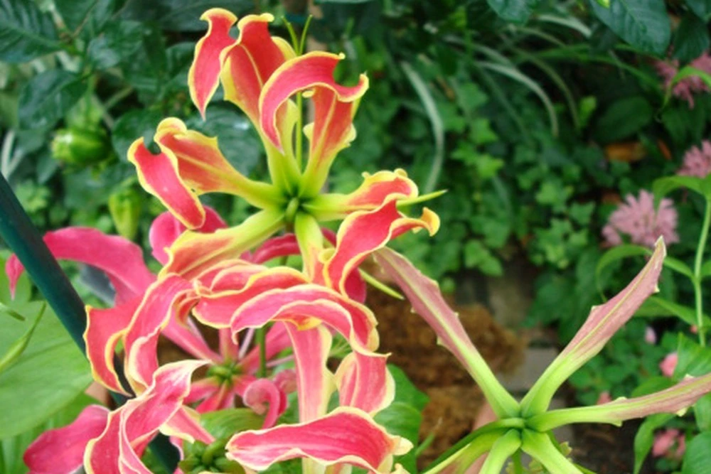 Kit De Culture - Lis De Malabar - 15 Graines - Gloriosa Rothschildiana 8 Kit De Culture - Lis De Malabar - 15 Graines - Gloriosa Rothschildiana â Image 6