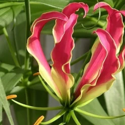 Kit De Culture - Lis De Malabar - 15 Graines - Gloriosa Rothschildiana 12 Kit De Culture - Lis De Malabar - 15 Graines - Gloriosa Rothschildiana -Seve Nature Soldes Boutique 64064179487d00.83917565