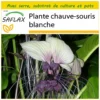 Kit De Culture - Plante Chauve-souris Blanche - 10 Graines - Tacca Integrifolia 1 Kit De Culture - Plante Chauve-souris Blanche - 10 Graines - Tacca Integrifolia -Seve Nature Soldes Boutique 6406417d5a68f8.54747402