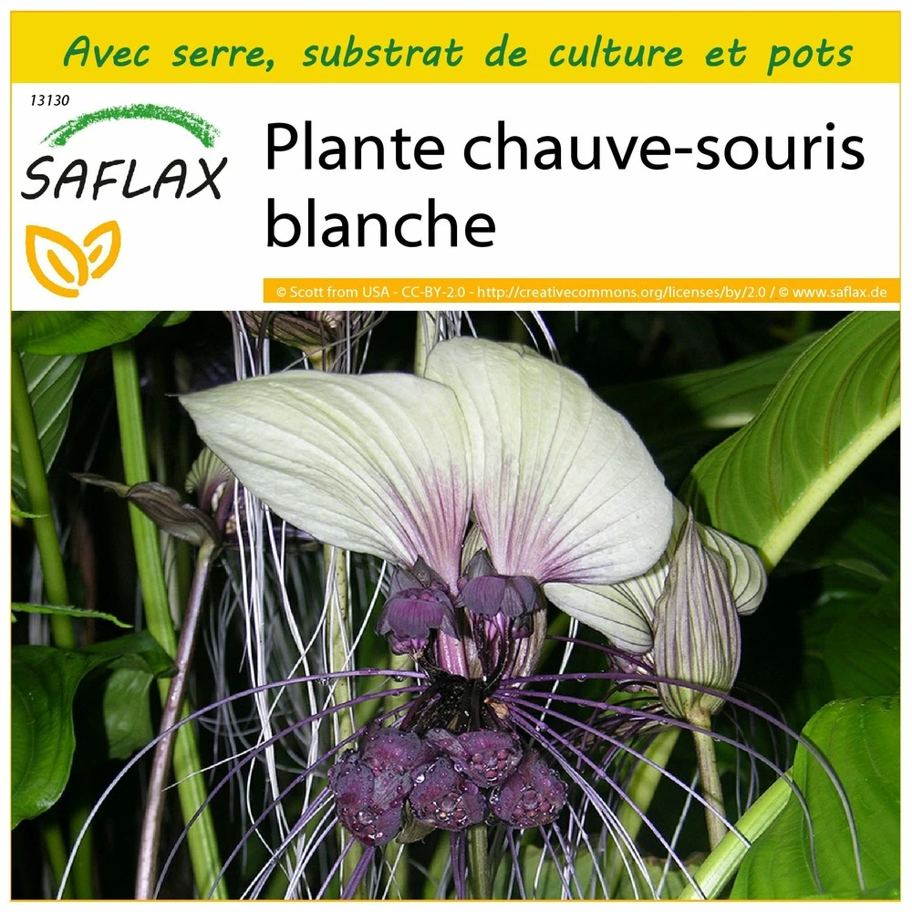 Kit De Culture - Plante Chauve-souris Blanche - 10 Graines - Tacca Integrifolia 2 Kit De Culture - Plante Chauve-souris Blanche - 10 Graines - Tacca Integrifolia