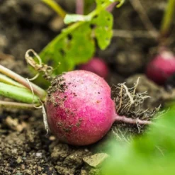 Kit De Culture - Bio - Radis - Cherry Bell - 100 Graines - Raphanus Sativus 13 Kit De Culture - Bio - Radis - Cherry Bell - 100 Graines - Raphanus Sativus -Seve Nature Soldes Boutique 640641a6420921.87770760