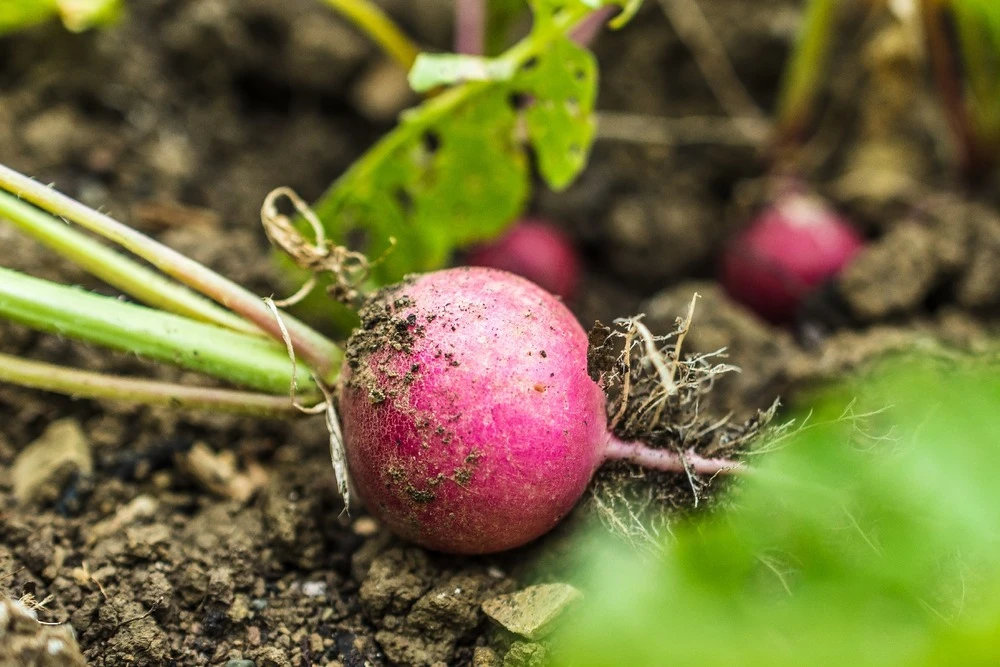 Kit De Culture - Bio - Radis - Cherry Bell - 100 Graines - Raphanus Sativus 7 Kit De Culture - Bio - Radis - Cherry Bell - 100 Graines - Raphanus Sativus – Image 5