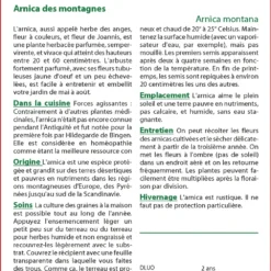 Kit De Culture - Arnica Des Montagnes - 40 Graines - Arnica Montana 8 Kit De Culture - Arnica Des Montagnes - 40 Graines - Arnica Montana -Seve Nature Soldes Boutique 640641a90508a4.25880173