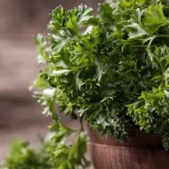 Kit De Culture - Bio - Persil Frisé - 800 Graines - Petroselinum Crispum 13 Kit De Culture - Bio - Persil Frisé - 800 Graines - Petroselinum Crispum -Seve Nature Soldes Boutique 640641ae84ab86.75027248