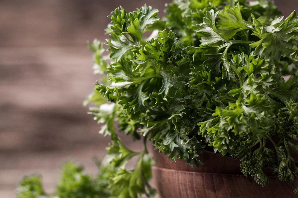 Kit De Culture - Bio - Persil Frisé - 800 Graines - Petroselinum Crispum 7 Kit De Culture - Bio - Persil Frisé - 800 Graines - Petroselinum Crispum – Image 5