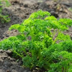 Kit De Culture - Bio - Persil Frisé - 800 Graines - Petroselinum Crispum 15 Kit De Culture - Bio - Persil Frisé - 800 Graines - Petroselinum Crispum -Seve Nature Soldes Boutique 640641ae8b56d4.04818113