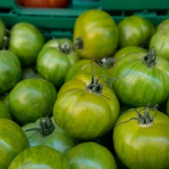 Kit De Culture - Bio - Tomate - Verte Zébrée - 10 Graines - Solanum Lycopersicum 13 Kit De Culture - Bio - Tomate - Verte Zébrée - 10 Graines - Solanum Lycopersicum -Seve Nature Soldes Boutique 640641b031d8c0.57339718