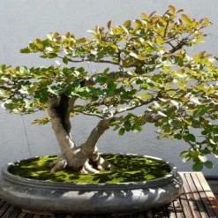 Kit De Culture - Myrte Commun - 30 Graines - Myrtus Communis -Seve Nature Soldes Boutique 640641b37af733.30049485