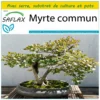 Kit De Culture - Myrte Commun - 30 Graines - Myrtus Communis 2 Kit De Culture - Myrte Commun - 30 Graines - Myrtus Communis -Seve Nature Soldes Boutique 640641b3834ce6.85569333