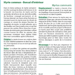 Kit De Culture - Myrte Commun - 30 Graines - Myrtus Communis -Seve Nature Soldes Boutique 640641b38ab843.99066445