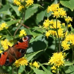 Kit De Culture - Solidage Verge D'or - 100 Graines - Solidago Virgaurea 9 Kit De Culture - Solidage Verge D'or - 100 Graines - Solidago Virgaurea -Seve Nature Soldes Boutique 640641b4c90c32.39776300