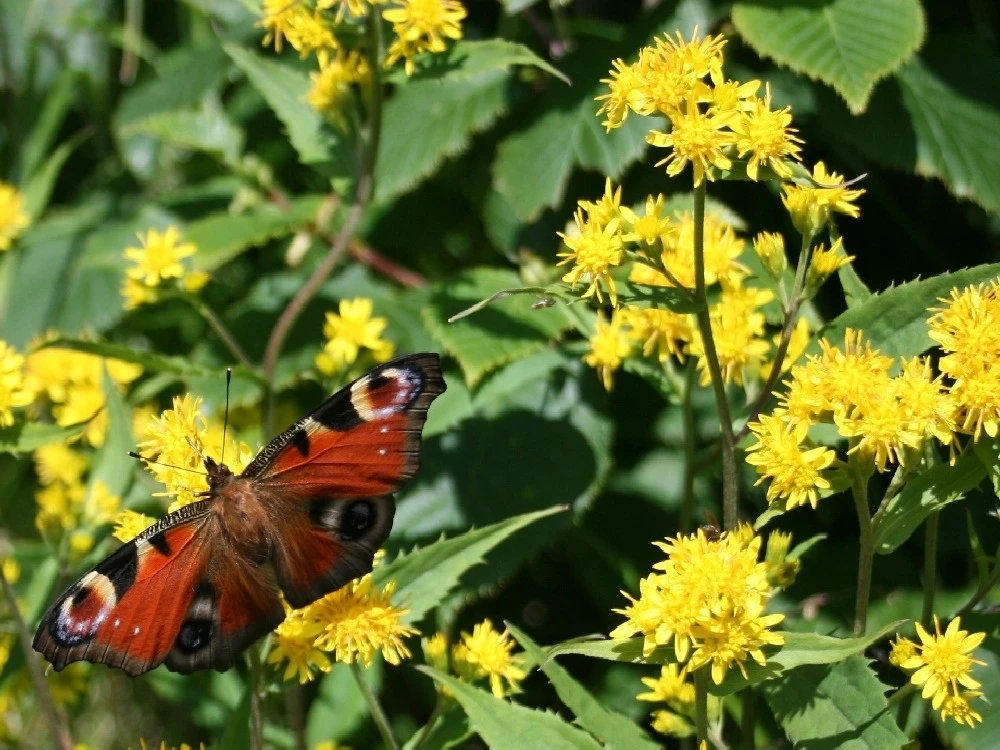 Kit De Culture - Solidage Verge D'or - 100 Graines - Solidago Virgaurea 6 Kit De Culture - Solidage Verge D'or - 100 Graines - Solidago Virgaurea â Image 4