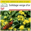 Kit De Culture - Solidage Verge D'or - 100 Graines - Solidago Virgaurea 1 Kit De Culture - Solidage Verge D'or - 100 Graines - Solidago Virgaurea -Seve Nature Soldes Boutique 640641b4cf5364.32455388