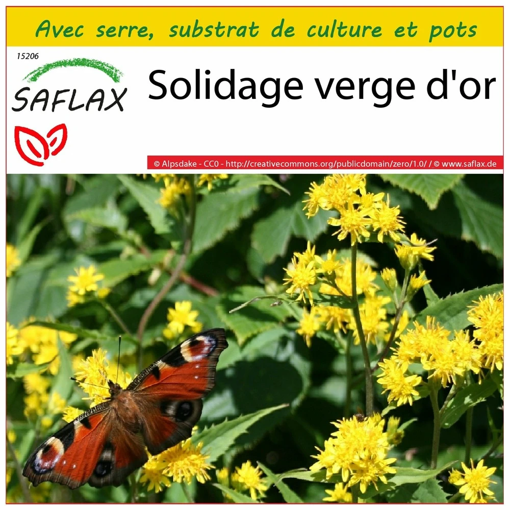 Kit De Culture - Solidage Verge D'or - 100 Graines - Solidago Virgaurea 3 Kit De Culture - Solidage Verge D'or - 100 Graines - Solidago Virgaurea
