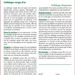 Kit De Culture - Solidage Verge D'or - 100 Graines - Solidago Virgaurea 8 Kit De Culture - Solidage Verge D'or - 100 Graines - Solidago Virgaurea -Seve Nature Soldes Boutique 640641b4d55022.73382482
