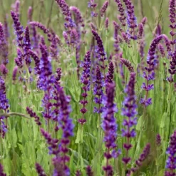 Kit De Culture - Bio - Sauge - 60 Graines - Salvia Officinalis 14 Kit De Culture - Bio - Sauge - 60 Graines - Salvia Officinalis -Seve Nature Soldes Boutique 640641bf438086.74821203