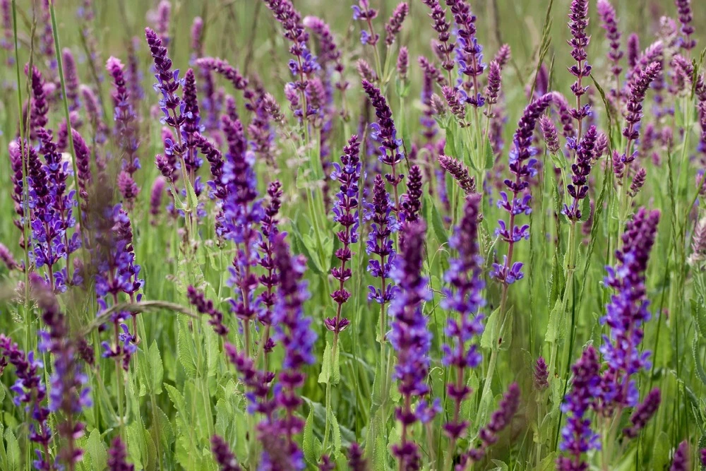 Kit De Culture - Bio - Sauge - 60 Graines - Salvia Officinalis 8 Kit De Culture - Bio - Sauge - 60 Graines - Salvia Officinalis – Image 6