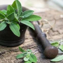 Kit De Culture - Bio - Sauge - 60 Graines - Salvia Officinalis 12 Kit De Culture - Bio - Sauge - 60 Graines - Salvia Officinalis -Seve Nature Soldes Boutique 640641bf49c633.28736472